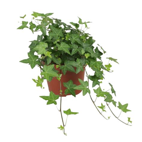 Ilustración de una planta de hiedra de interior en una maceta, recibiendo nutrientes de un fertilizante orgánico.