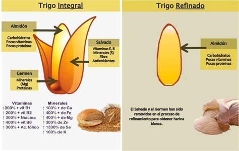 Infografía mostrando la diferencia entre cereales integrales y refinados