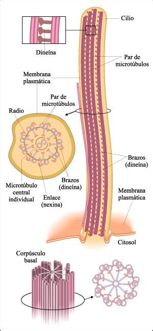 Esquema detallado de la estructura de un cilio: cuerpo basal, zona de transición, axonema (9+2 o 9+0) y membrana ciliar.