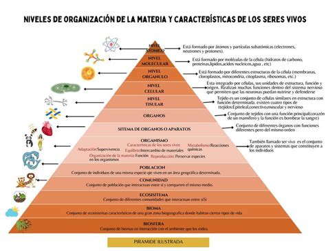 esquema de los diferentes niveles de apoyo a la lactancia: individual, familiar, laboral, institucional y político