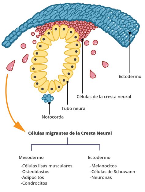 Esquema de la migración de melanoblastos desde la cresta neural a la piel