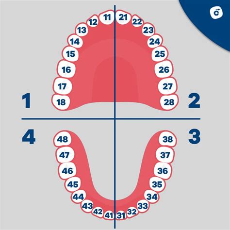 diagrama que muestra la alineación de los dientes con y sin uso prolongado de chupete
