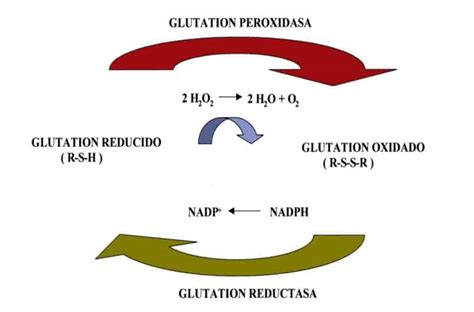 Esquema del funcionamiento de la enzima glutatión peroxidasa y la vitamina E en la protección de la membrana celular contra los radicales libres