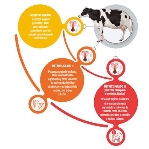 Infografía comparativa de la incidencia de metritis y tasas de preñez entre vacas tratadas con selenio y grupos de control