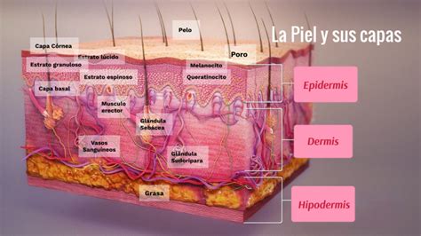 Esquema de las capas de la piel y sus diferencias en neonatos