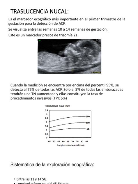 Esquema de un corte ecográfico mostrando la medición del pliegue nucal fetal en el segundo trimestre.