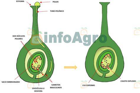 Diagrama del proceso de doble fecundación en angiospermas