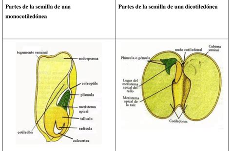 Comparación de la estructura del embrión en semillas de monocotiledóneas y dicotiledóneas