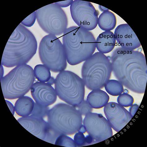 Micrografía de células de endospermo con gránulos de almidón