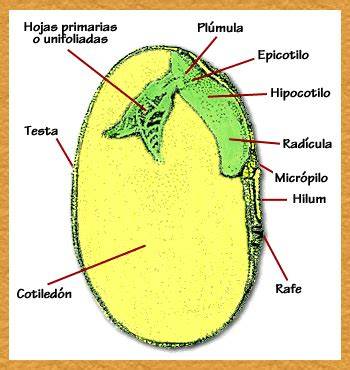 Detalle de las marcas (hilio, micropilo) en la cubierta de una semilla