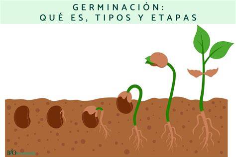 Secuencia fotográfica del proceso de germinación de una semilla