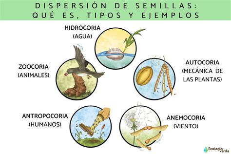Infografía de diferentes mecanismos de dispersión de semillas (viento, agua, animales)