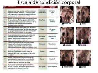 Escala de condición corporal de Hennecke para yeguas
