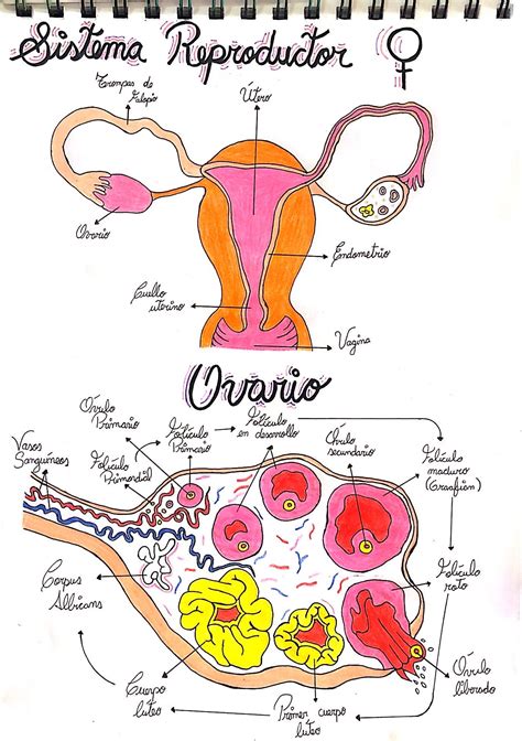 Esquema anatómico del sistema reproductor femenino con énfasis en los ovarios y posibles formaciones quísticas