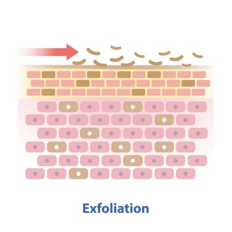 Ilustración del proceso de exfoliación de MXeno en un VFD.
