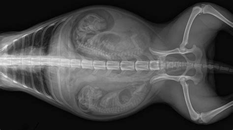 radiografía de una perra gestante mostrando múltiples fetos