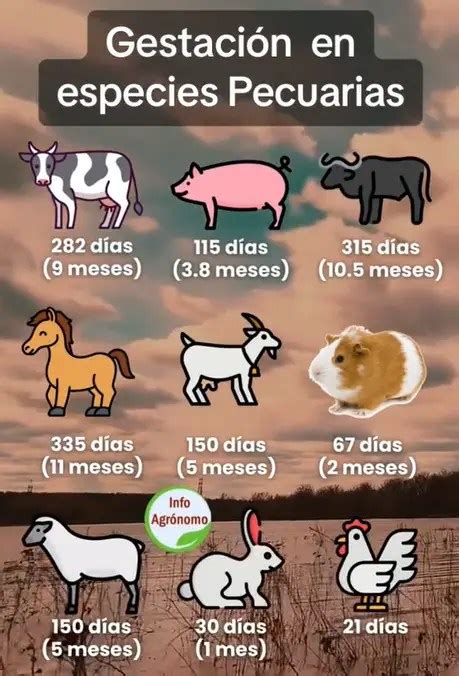 infografía comparativa de la duración de la gestación en diferentes animales