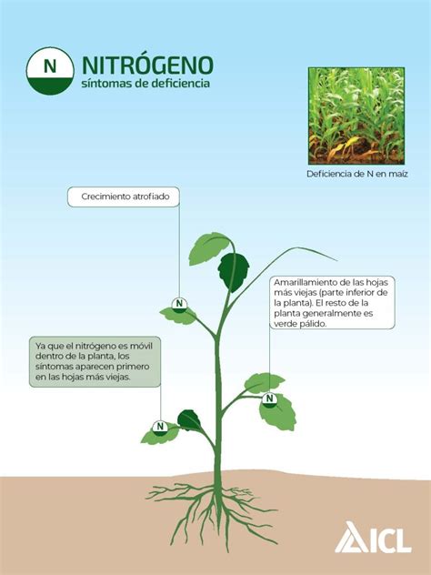 Infografía sobre la dinámica de absorción de Nitrógeno, Fósforo y Potasio en la vid a lo largo de una temporada de cultivo