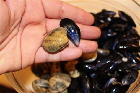 Primer plano de almejas y mejillones abiertos y cocidos en su jugo