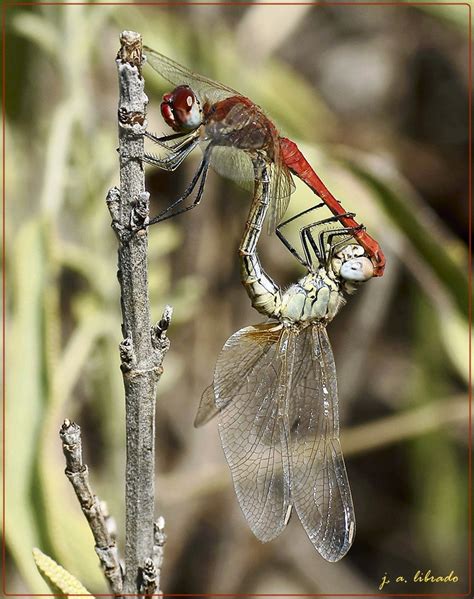 Esquema o foto de una pareja de libélulas en posición de tándem y formando la