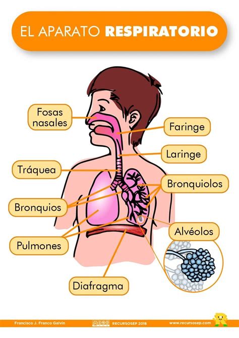 Diagrama del sistema respiratorio infantil con zonas de afectación comunes