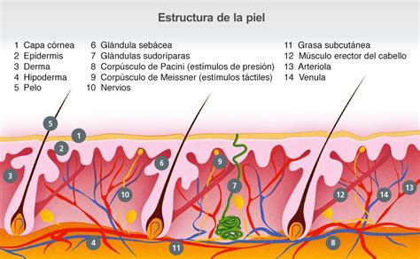 Infografía: Comparación de la estructura de la piel de un bebé vs. la piel de un adulto