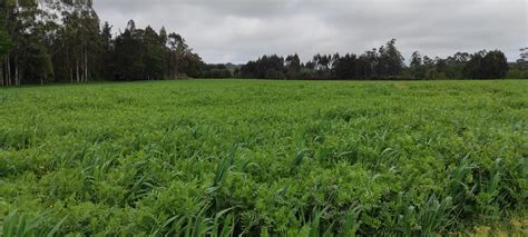 Campo de veza cultivada