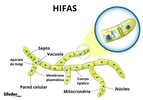 Esquema de la estructura de las hifas fúngicas con sus núcleos y paredes celulares