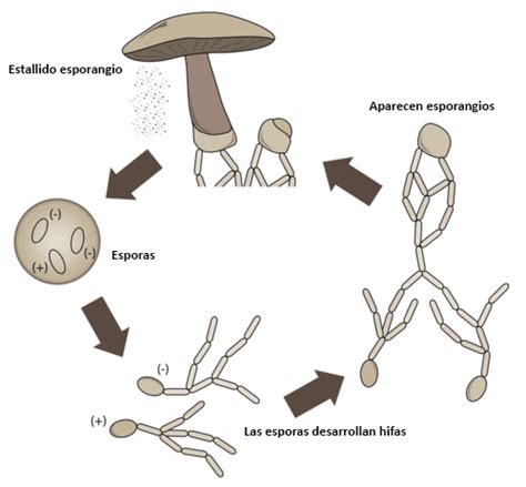 Diagrama de los mecanismos de reproducción asexual en hongos, incluyendo esporulación, fragmentación y gemación