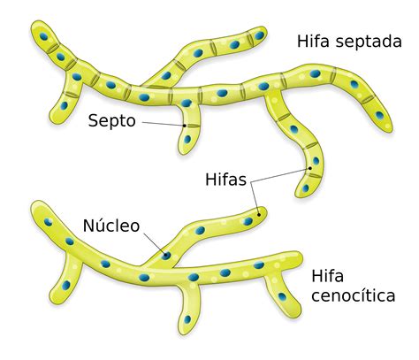 Esquema detallado del proceso de fusión de hifas y formación de zigosporas en la reproducción sexual de hongos