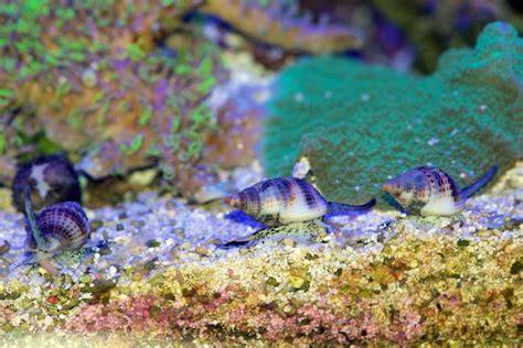 Foto de caracoles Nassarius en un acuario de arrecife o en su hábitat natural, mostrando el sifón