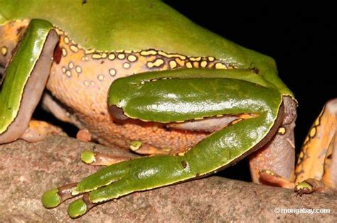 Ilustración de las patas traseras de una rana mostrando sus músculos