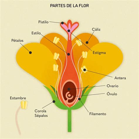 Esquema de las partes de una minicuna de tijera