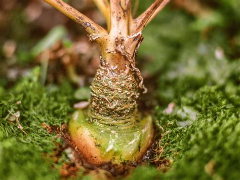 Ilustración de la planta Maca andina y un espermatozoide, representando la fertilidad