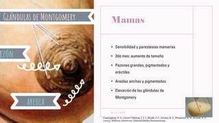 Esquema de las glándulas de Montgomery en la areola