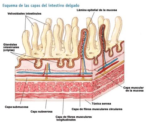 Esquema de la anatomía del intestino delgado del cerdo, mostrando vellosidades, criptas y la capa epitelial.