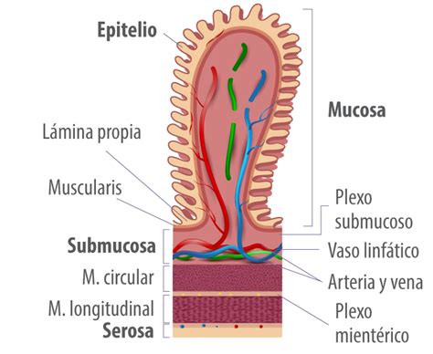 Microfotografía de la mucosa intestinal mostrando las células caliciformes y la capa de mucina.