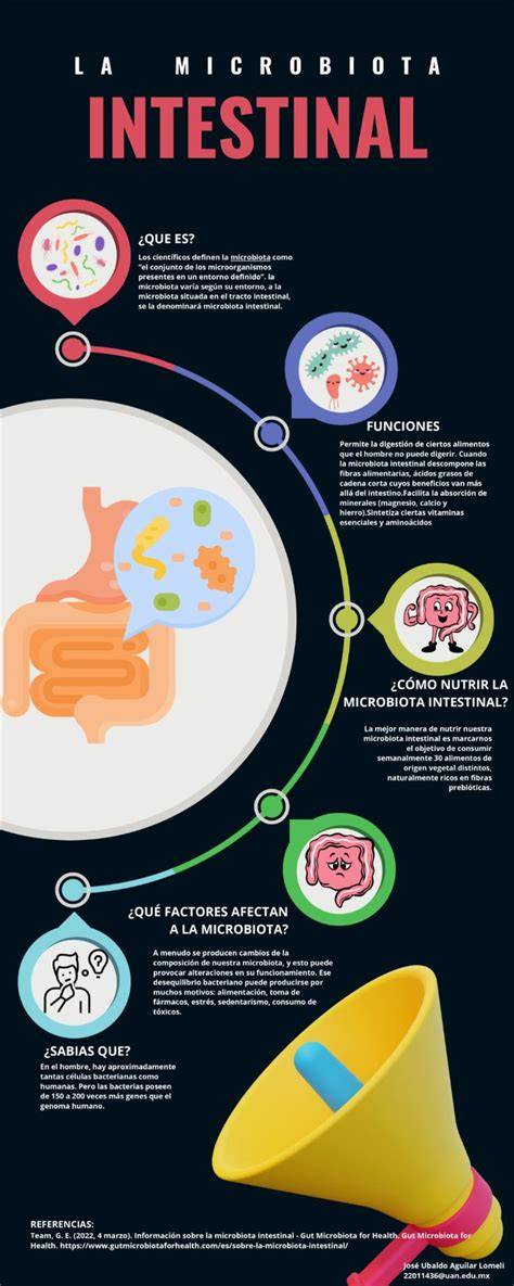 Infografía sobre la interacción entre la microbiota intestinal, la capa de mucina y el epitelio intestinal.
