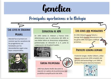 Esquema de las diferencias genéticas entre especies de aves para la hibridación