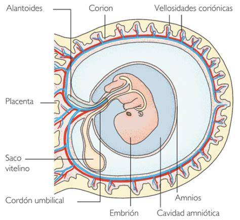 Esquema de las membranas fetales: corion y amnios, y su relación con la placenta y el feto.
