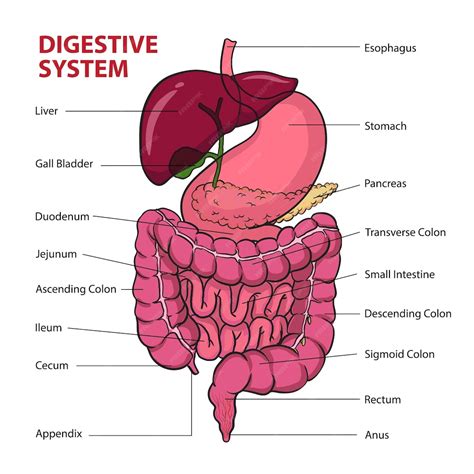 Ilustración esquemática del sistema digestivo del bebé, mostrando la acción de las fibras prebióticas