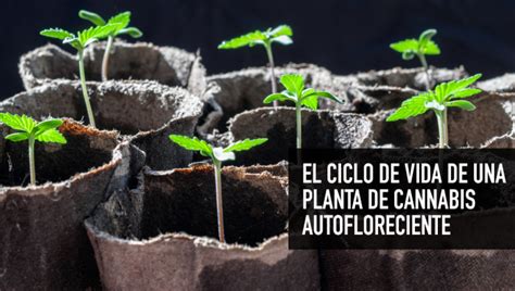 Esquema genético de una planta autofloreciente de cannabis