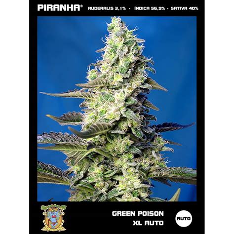 Ilustración de una planta de Green Poison XL Auto en floración