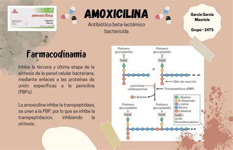Esquema del mecanismo de acción de la amoxicilina sobre la pared bacteriana