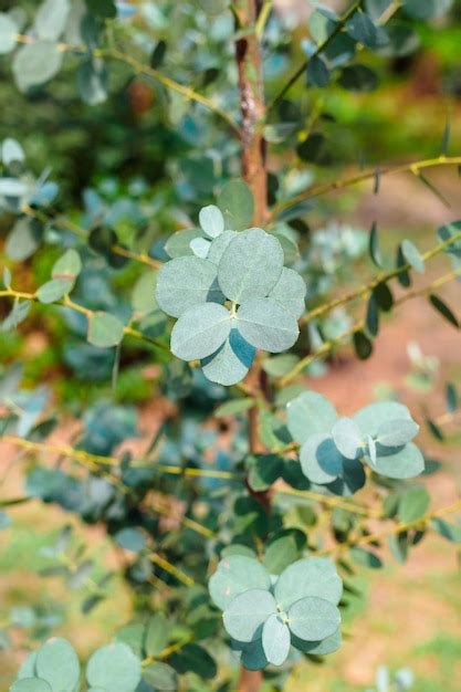 Fotografía de un joven árbol de eucalipto creciendo vigorosamente en una plantación.