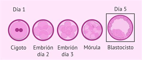 Tabla comparativa: Tasas de blastocistos y ciclos de FIV necesarios según la edad de la mujer