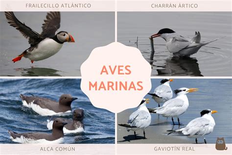 Esquema de las aves marinas y el proceso de formación del guano
