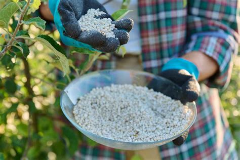 Infografía: Pasos para aplicar fertilizante de guano en frambuesas