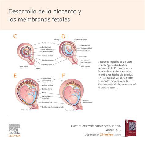 Diagrama ilustrativo del proceso de aplicación de las ampollas de placenta en el cuero cabelludo.