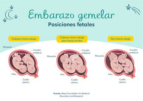 Cronología del desarrollo fetal en embarazo gemelar